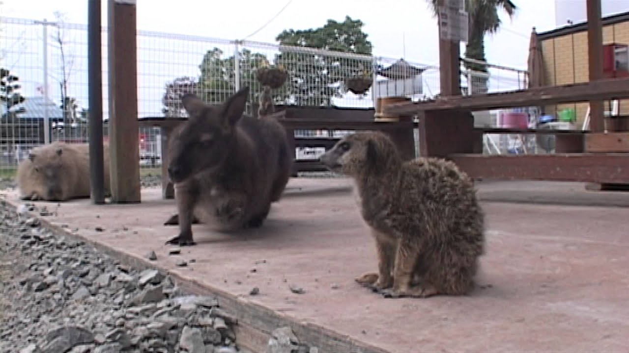 トリアスふれあい動物園のカピバラとミーアキャット Capybara & meerkat in Trious petting zoo