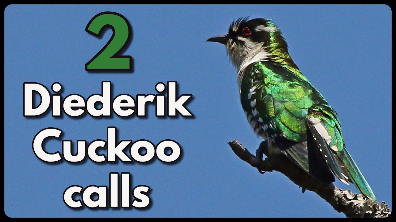 2 different DIEDERIK CUCKOO calls