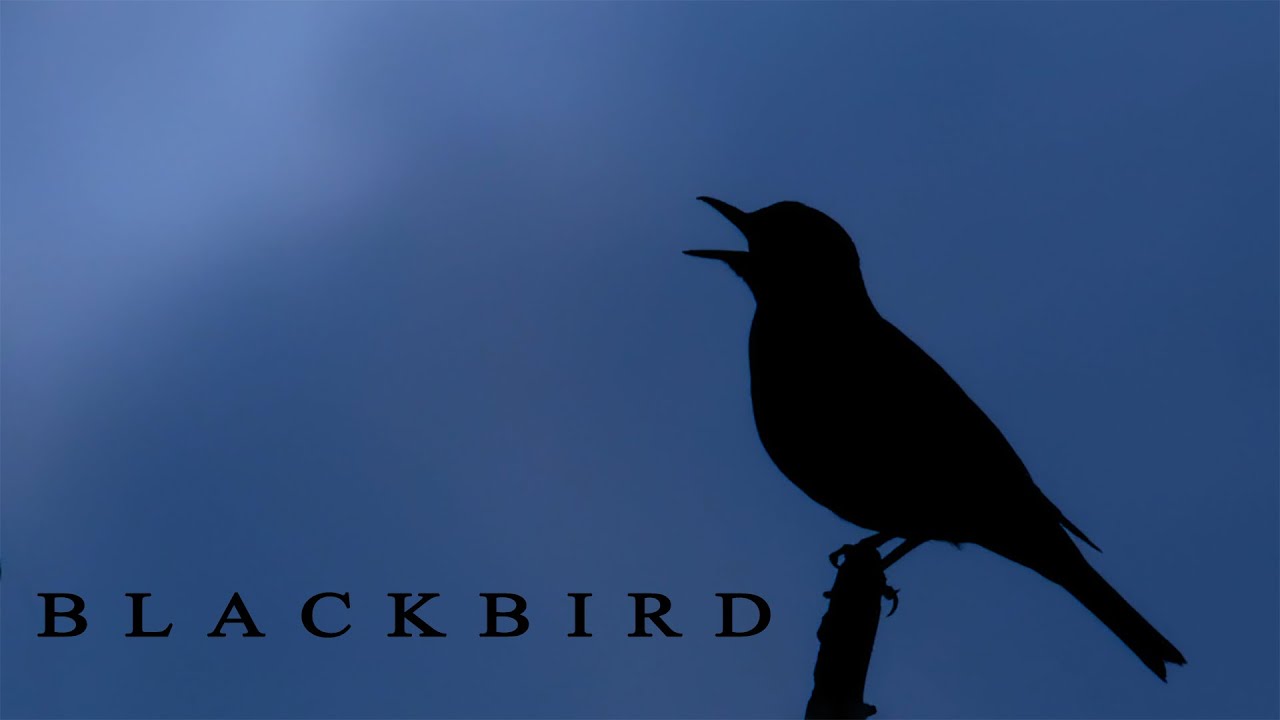 BLACKBIRD singing in the end of night, the most beautifull bird sounds