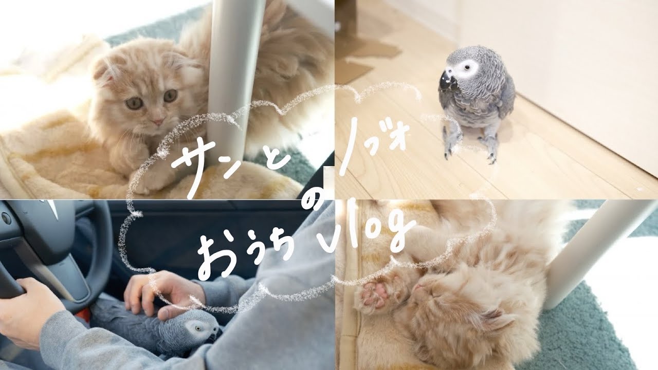 猫とヨウムは一緒に暮らせるの？？