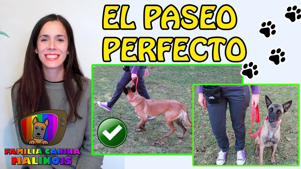 ENSÉÑALE a NO TIRAR DE LA CORREA en 5 MINUTOS  (FÁCIL Y RÁPIDO) | Adiestramiento en obediencia