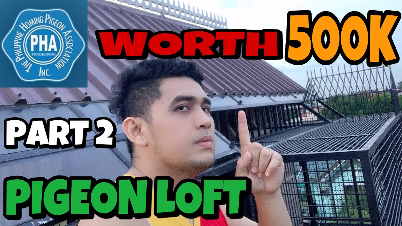 WORTH 500K PART 2 | FLYERS LOFT | RACING PIGEON | XMAKINA OFFICIAL