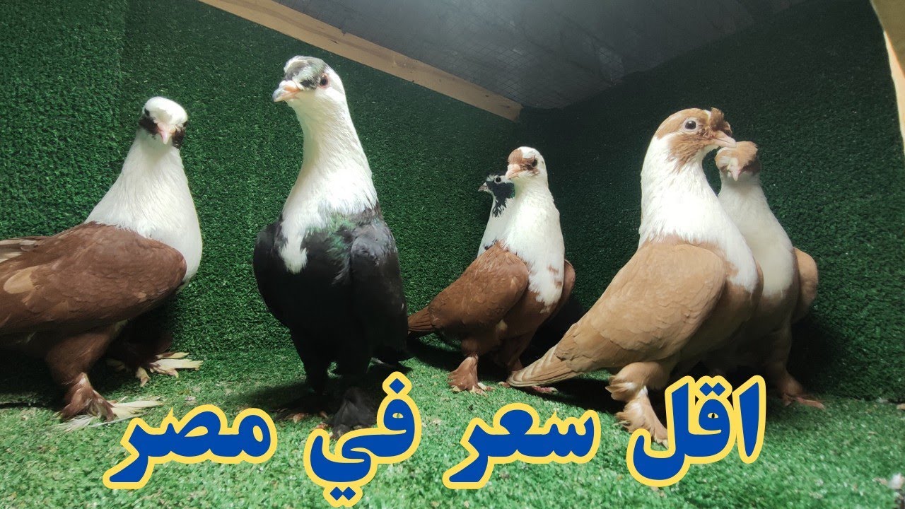 غيه حمام كامله للبيع كل انواع الحمام ارخص سعر في مصر