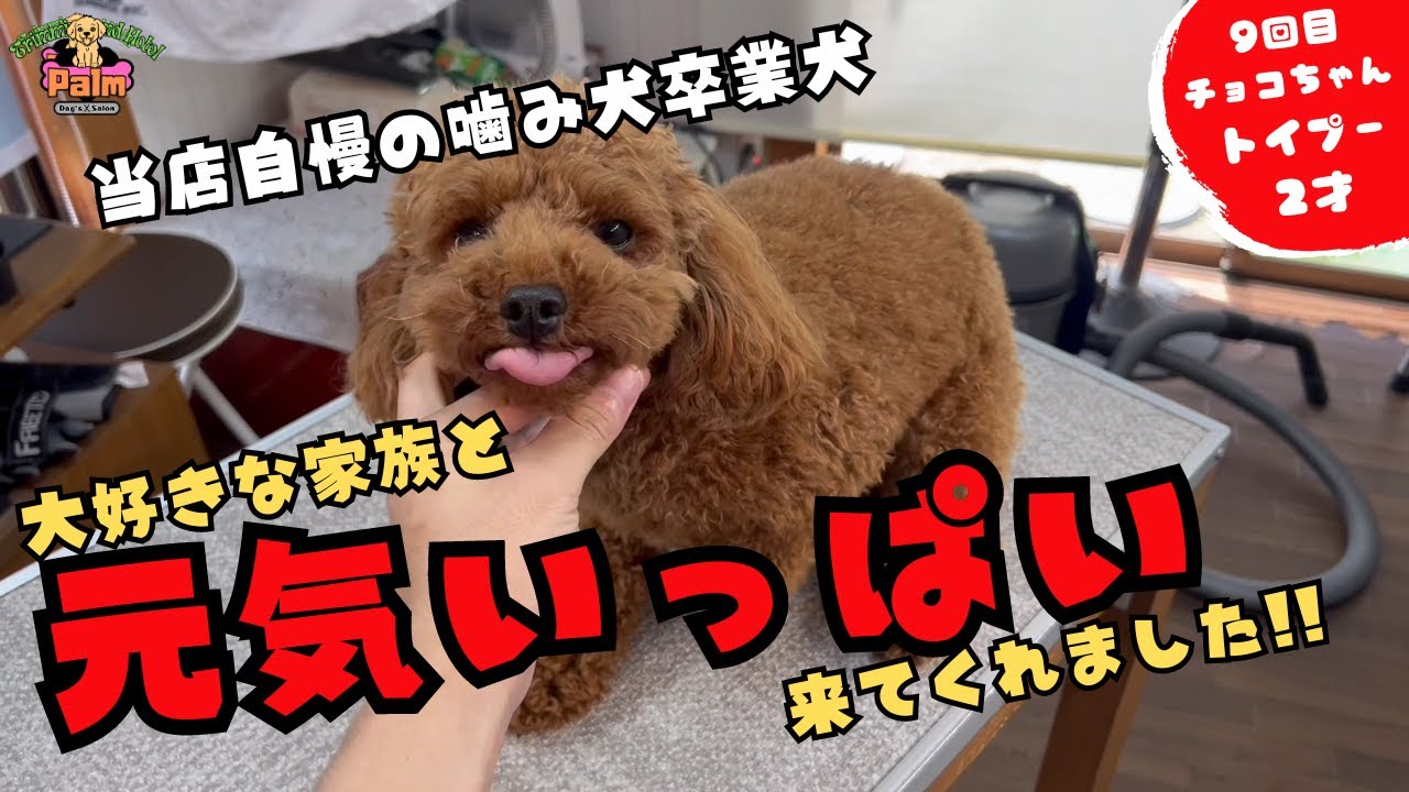 これが本来のチョコちゃん！！噛み犬を卒業したトイプードルのトリミング！！