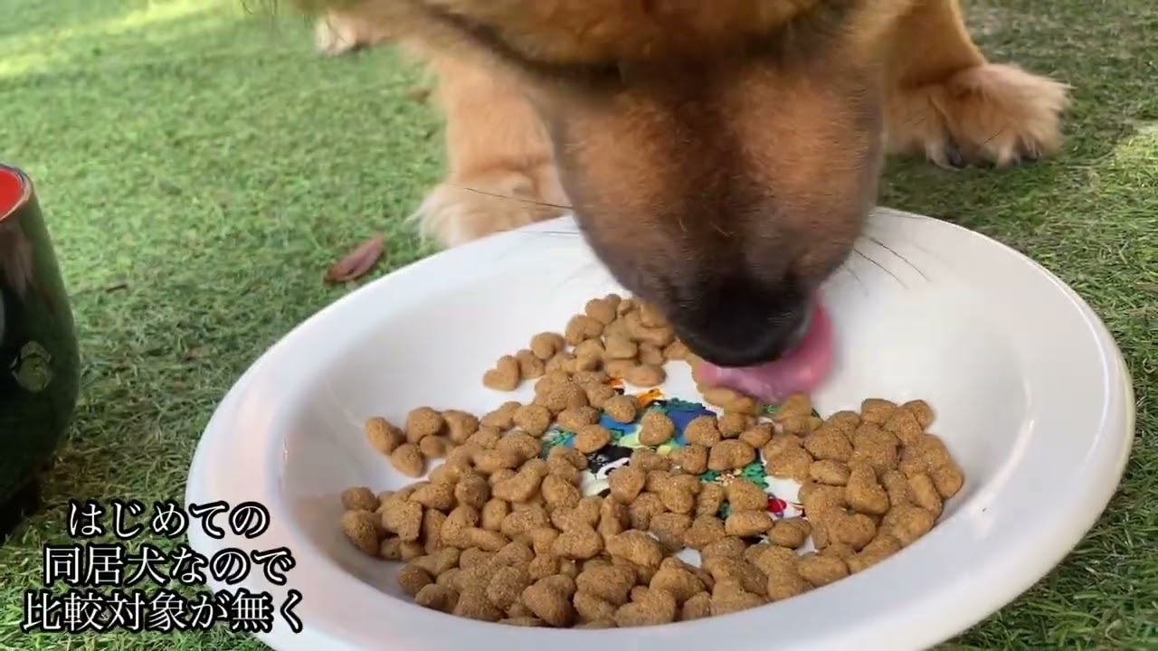 犬が5回飲み食いしてる！良い音だね！！