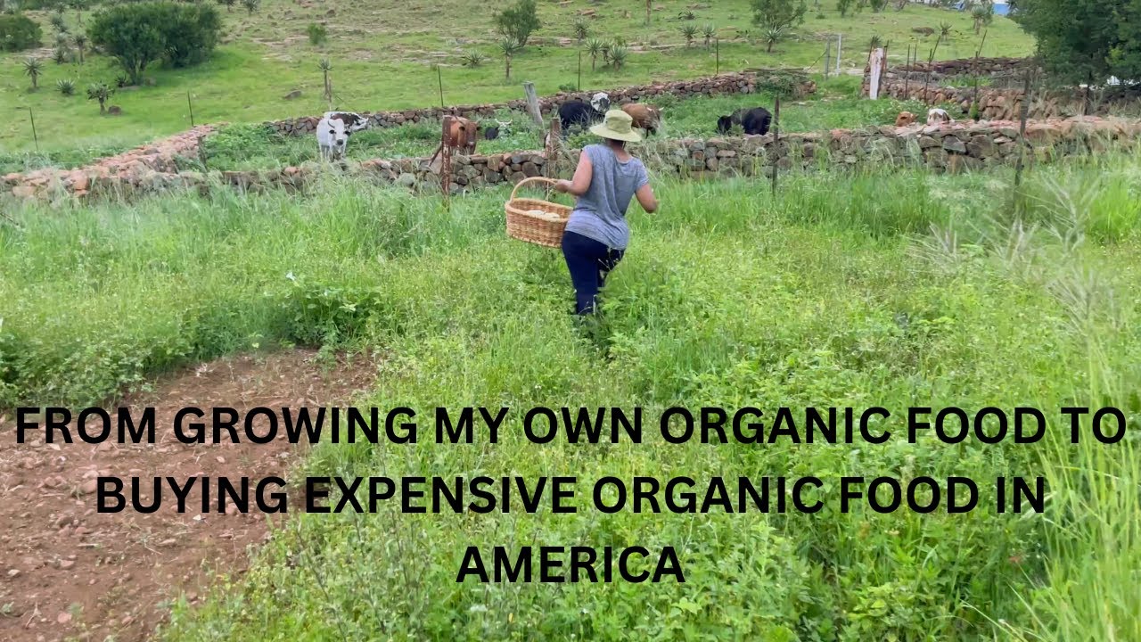 От выращивания собственных органических продуктов в сельской местности Южной Африки до покупки до...
