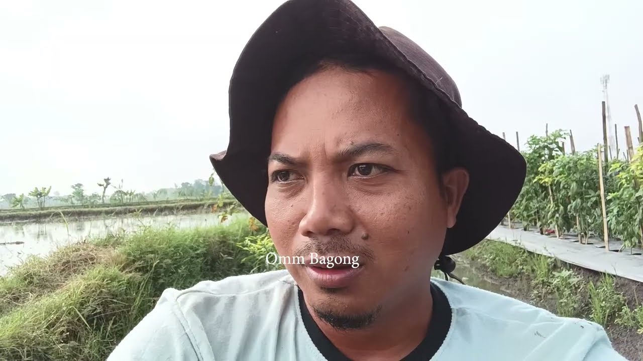 Harga murah,update SETELAH PETIK KE 12 cabe CMB damara bintang asia