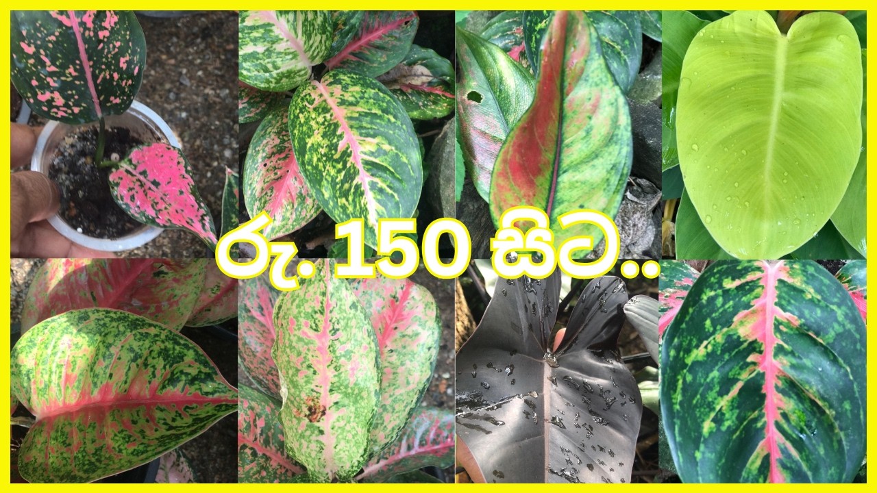 ඔයාට ආයෙත් Philodendron සහ Aglaonema ගෙනාවා | රු.150, රු 250 සිට | Alankara Plants - 0711656785🥰