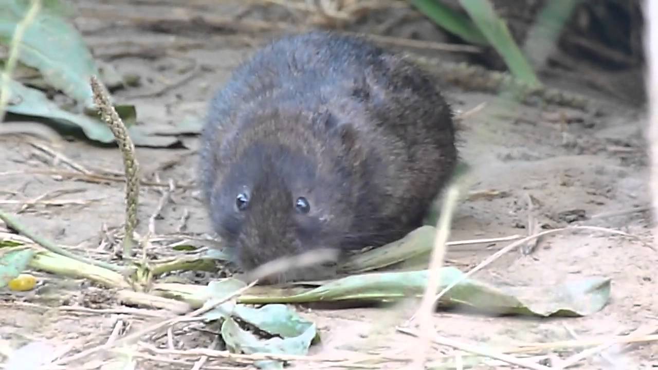 &Eacute;szaki pocok (Microtus oeconomus) - Deseda