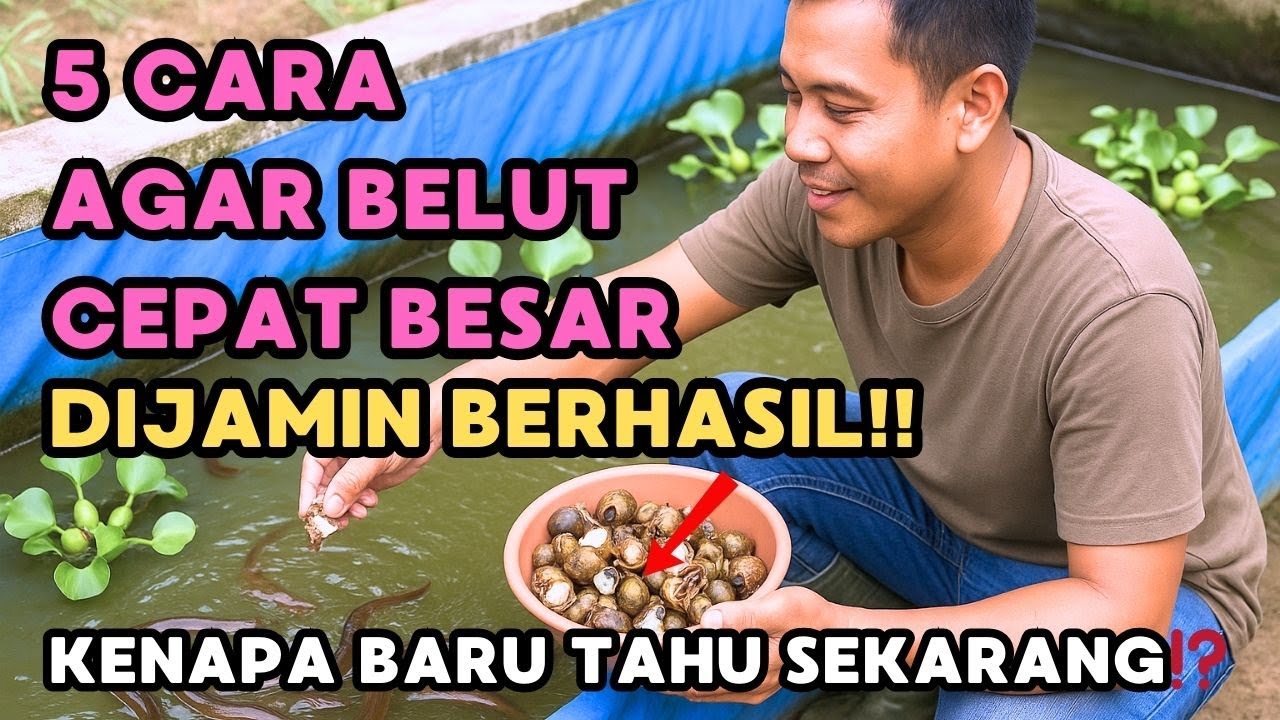 5 CARA AGAR BELUT CEPAT BESAR, KENAPA BARU TAHU SEKARANG⁉️