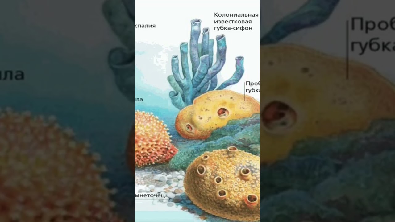 Как размножаются губки (тип Porifera) | Животные, похожие на растения #морскиегубки #губки #дикиймир