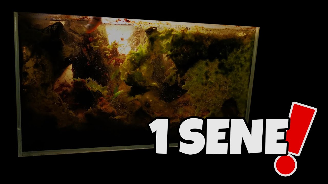 1 Yıldır Bakım Yapılmayan Akvaryumun Dönüşü! Blackwater Betta Tank! 4K