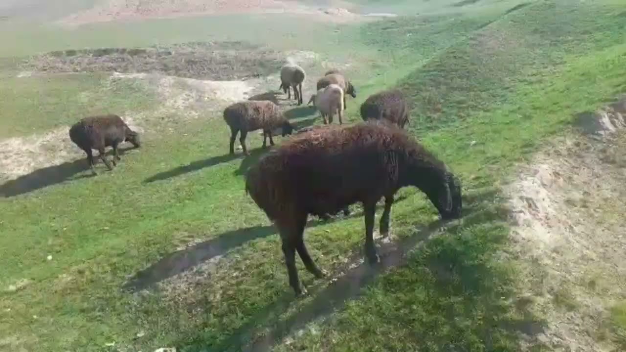 14 Сар совлуки бугуз, 1 сар кушкори фуруши дар н Калхозобод!