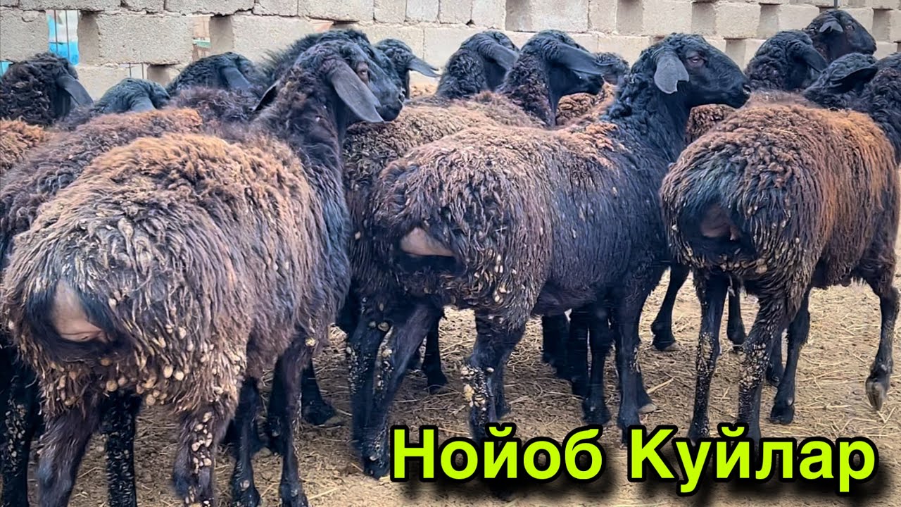 Гигант Великан Куйлар! ☎️+998 97 819 2207
