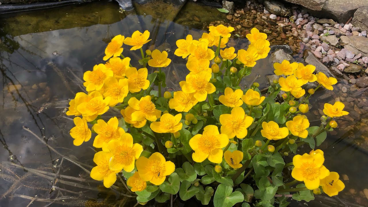 Stepping stones and marsh marigolds