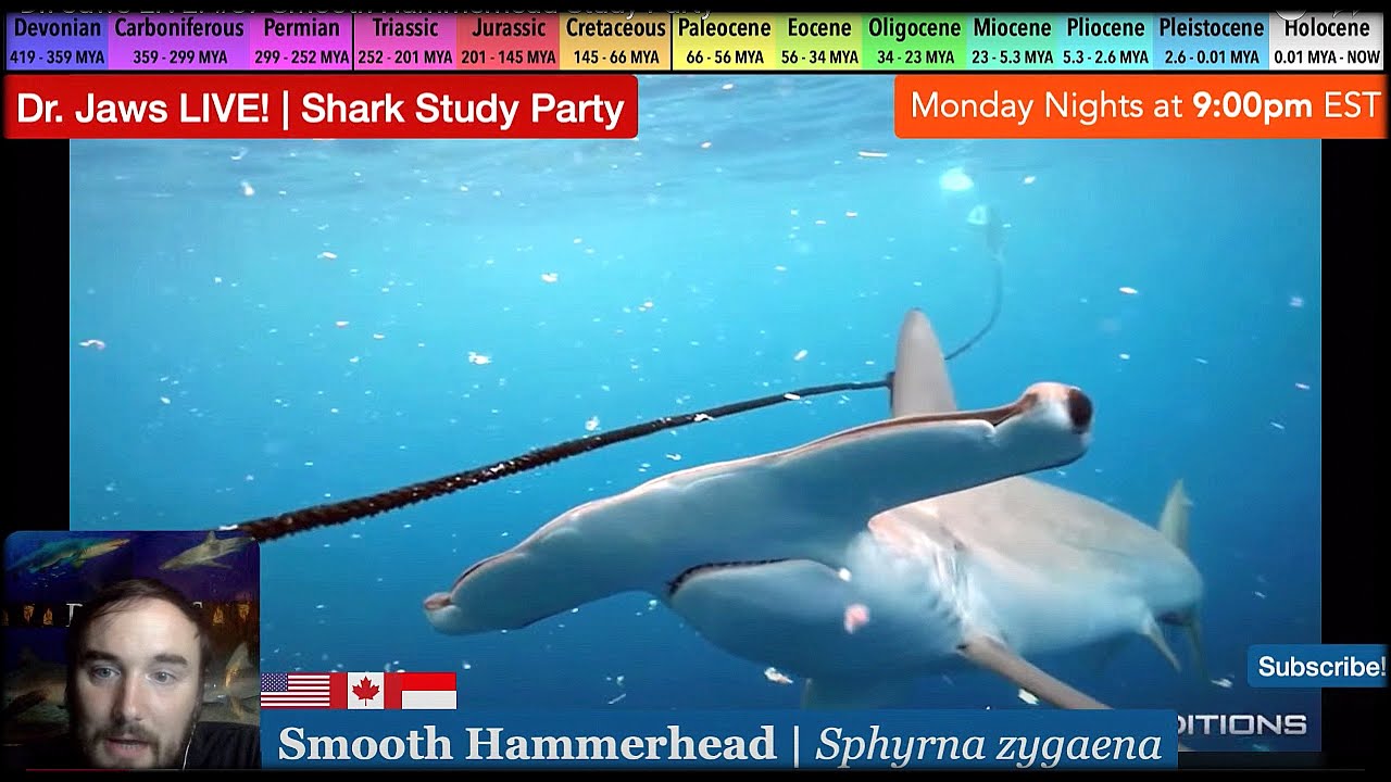 Dr. Jaws LIVE! #87 Smooth Hammerhead Study Party