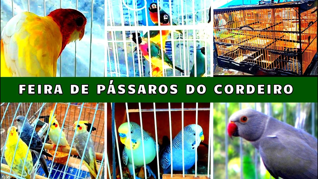 Feira de Pássaros e Gaiolas do Cordeiro  #passaros #criarpassaros #feiralivre
