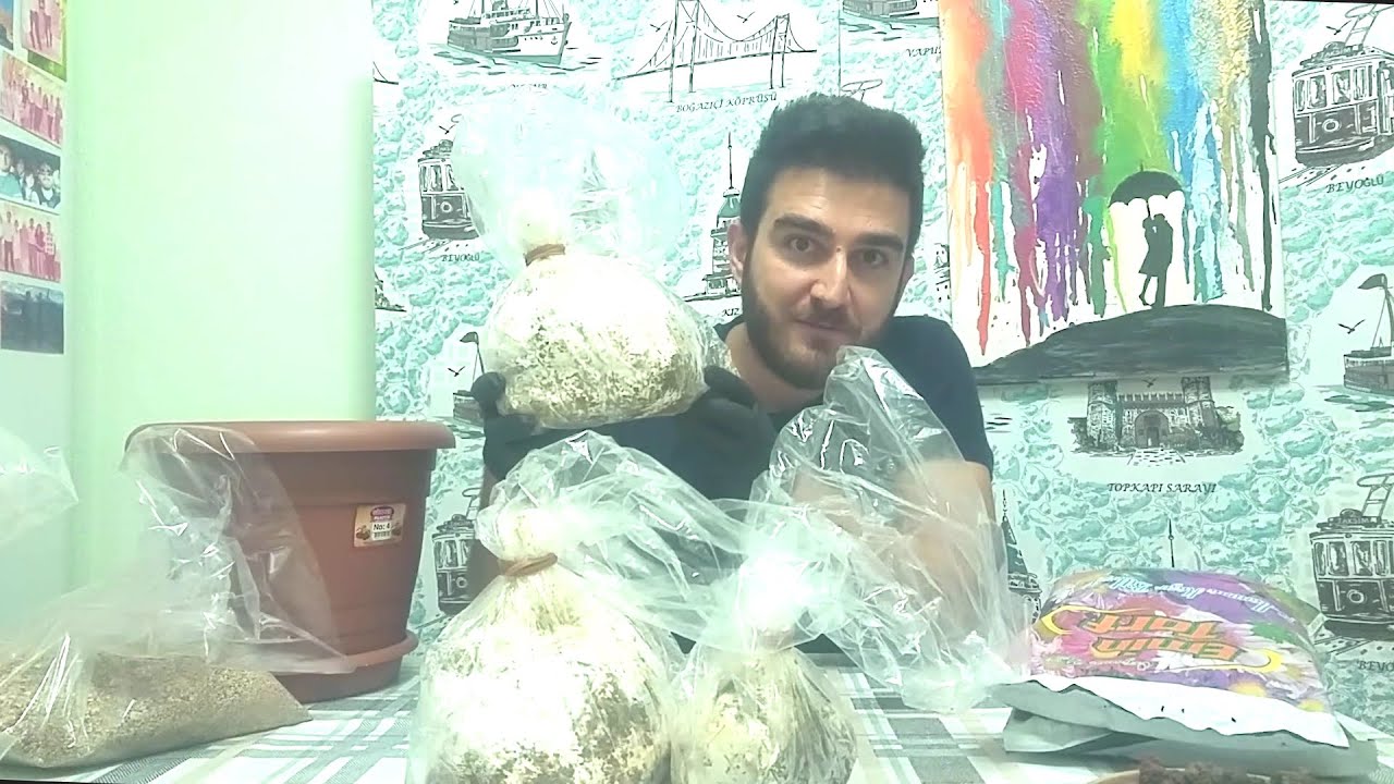Çaşır Mantarı Nasıl Yetiştirilir 2, Kompostlarımızın Sarımı Tamam! How to grow mushrooms at home!