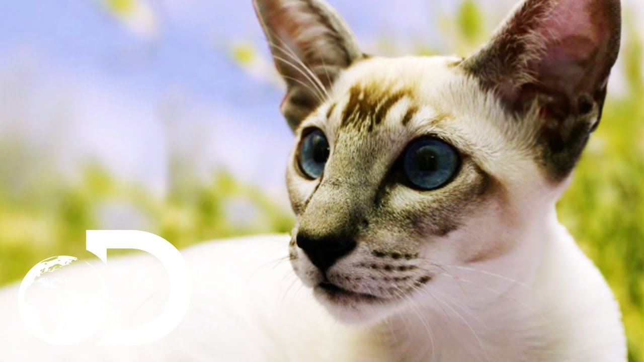 Siamese Cats: The Oldest Domestic Feline | Cats 101