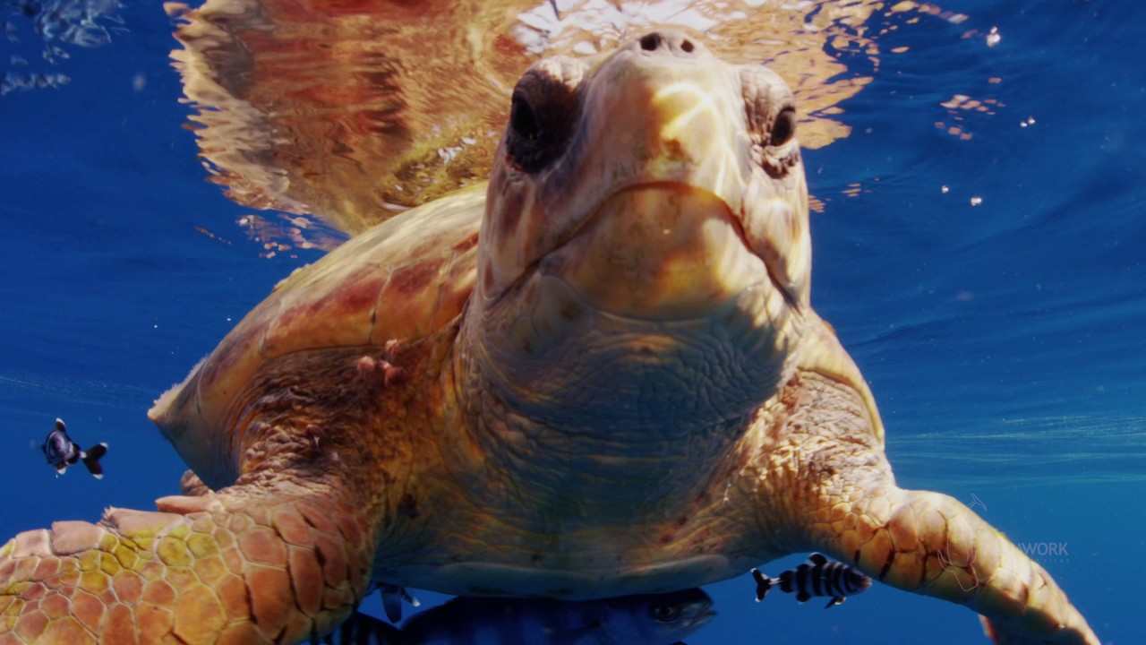 World Oceans Day