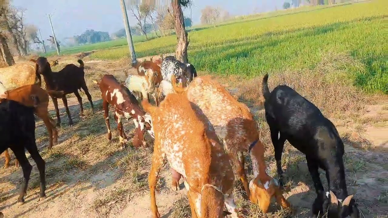 Bakri Charana | Village Life in Pakistan.    #VillageLife#BakriCharana#GoatFarming#PakistanVillage