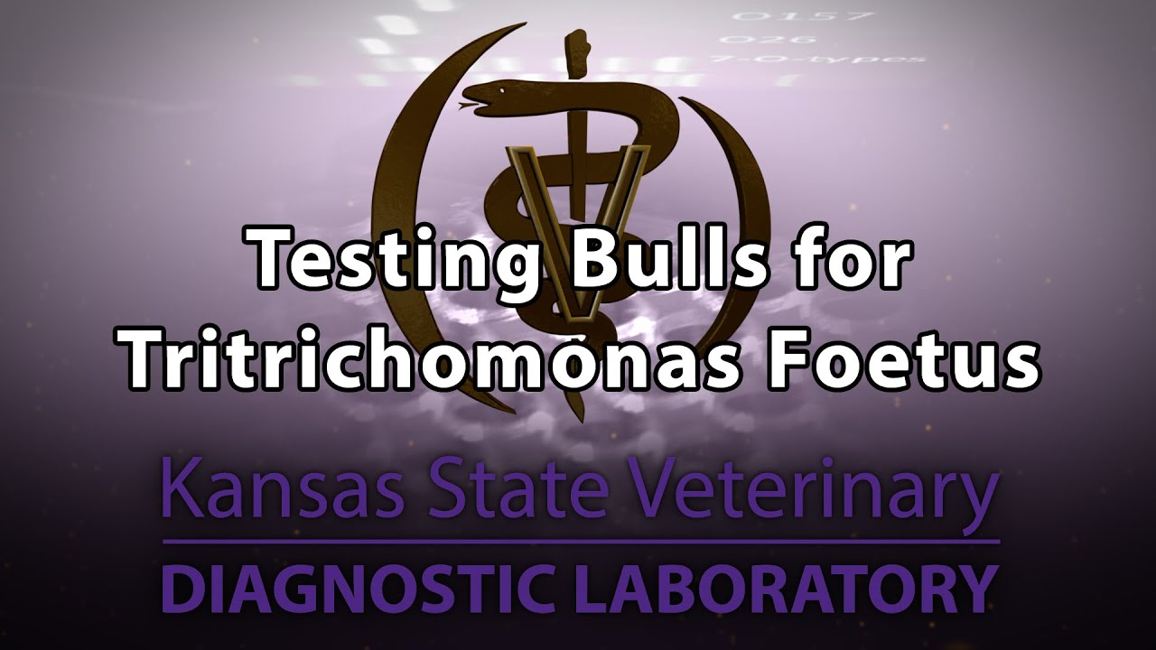 Testing Bulls for Tritrichomonas Foetus