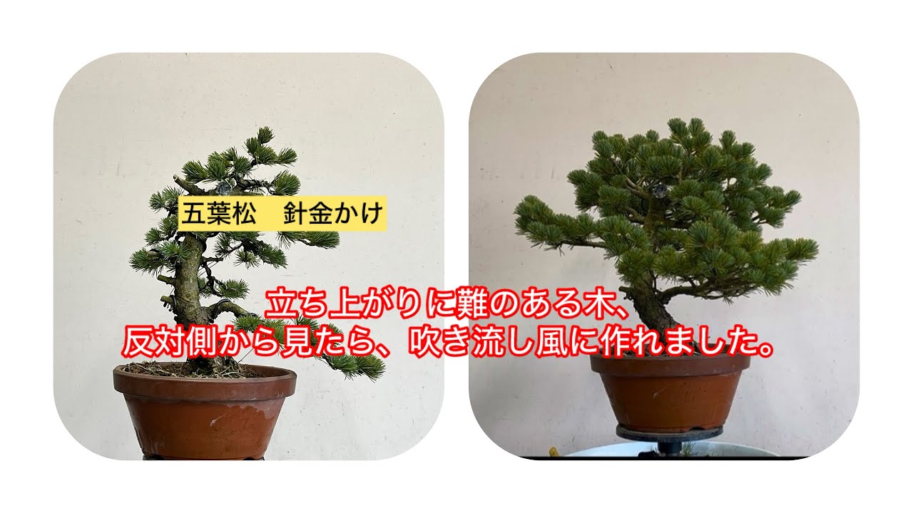 五葉松　針金かけ　タイトルだけだと違い出すの大変だから考えるのチョーあきた。