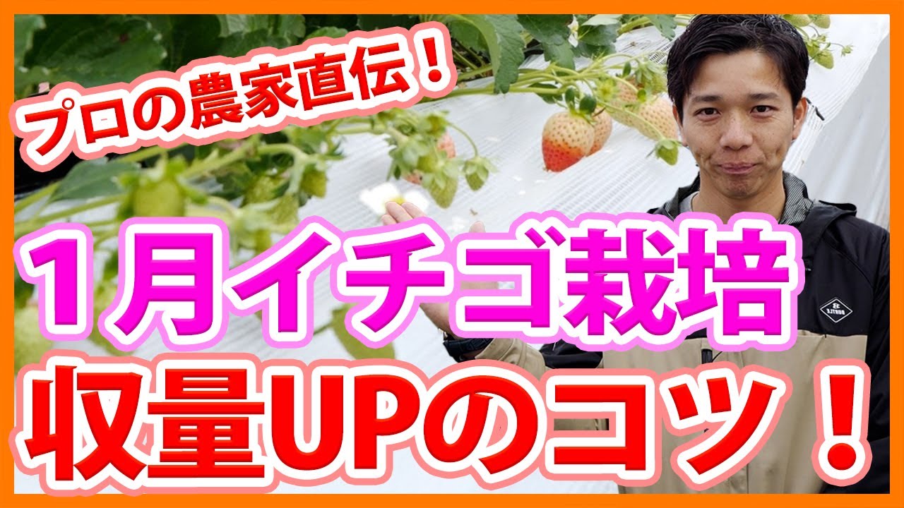 家庭菜園や農園のイチゴ栽培でプロ直伝の収量を増やす方法！お世話のコツとイチゴの育て方！【農家直伝】