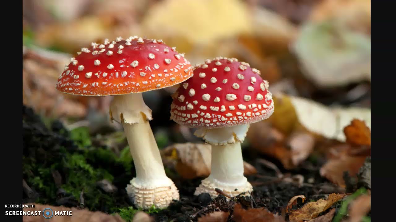 RIPASSONE - Gli altri regni 2: I Funghi