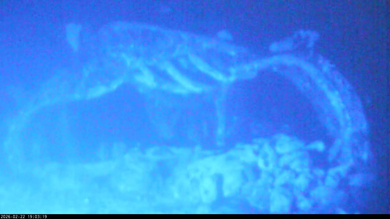 Living Sea Sculpture Live Stream