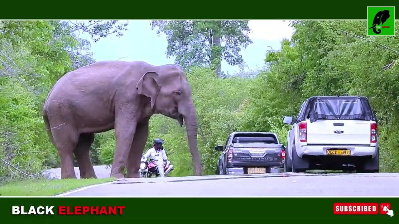 Shocking Wild Elephant Incidents on Sri Lanka’s Roads | Real Life Footage #elephantattack