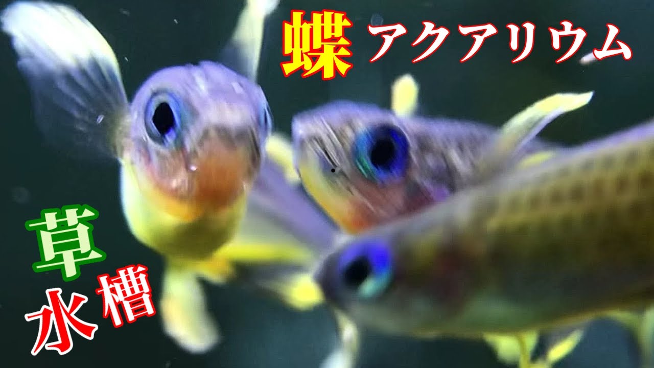 【熱帯魚/アクアリウム】美しすぎる小型熱帯魚ブルーアイを4種類/全部で12種類の熱帯魚で30㎝キューブ水草水槽レイアウトがトロピカル/ちょっと魚が多いのでエアレーションを少しオシャレに追加