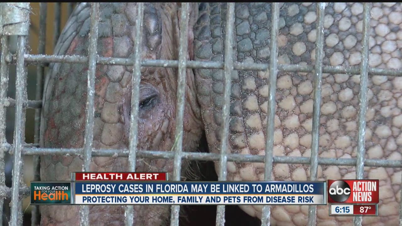 Fla. leprosy cases may be linked to armadillos