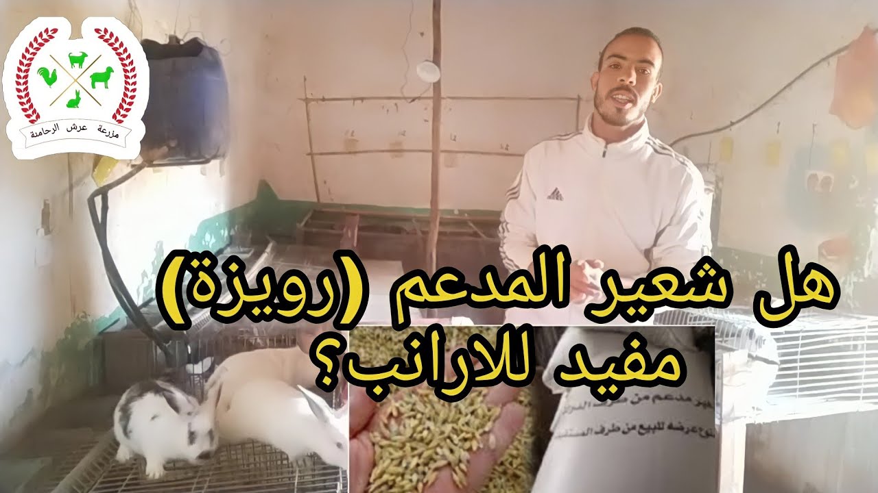 هل شعير المدعم (رويزة) مفيد للارانب ؟