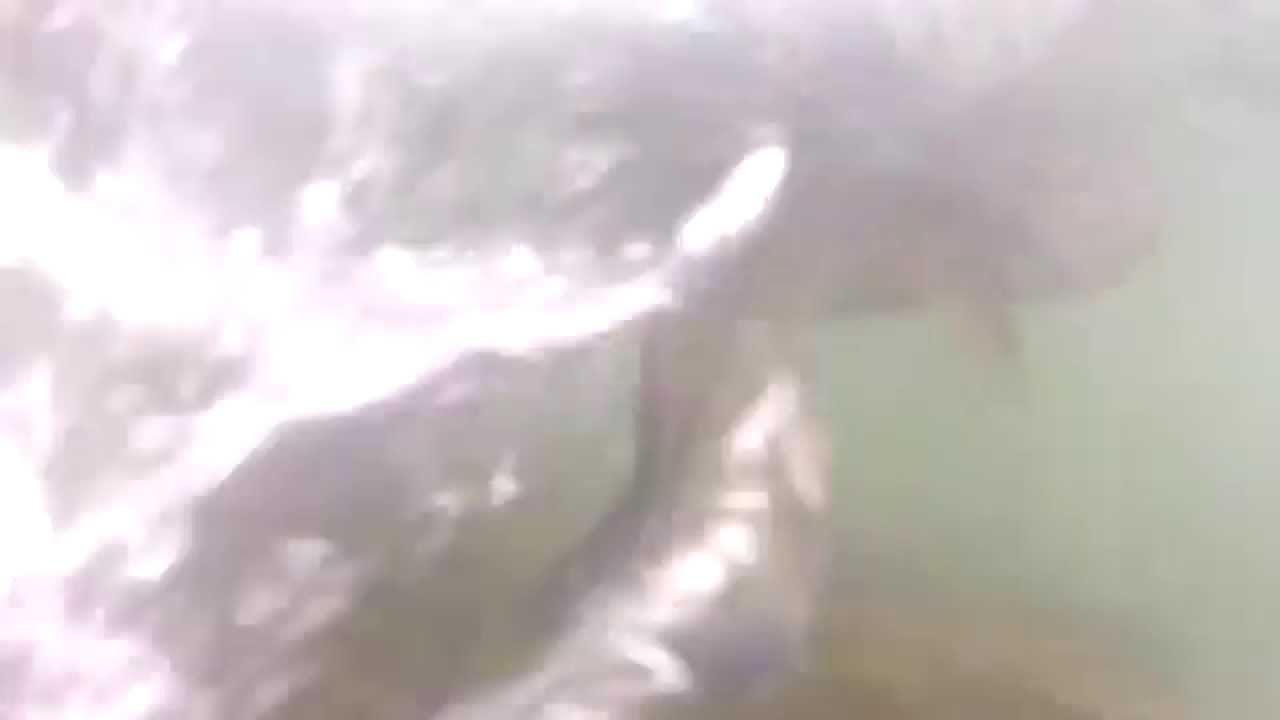 Salmon Fishing On The Harrison River