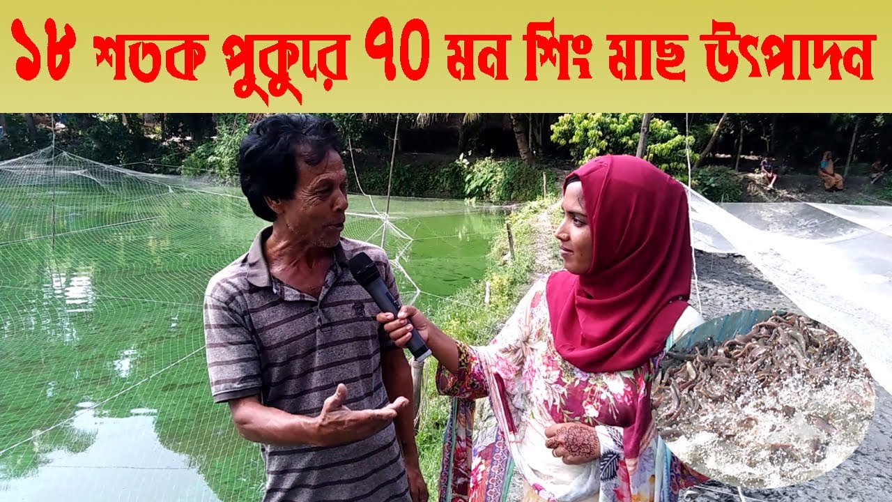 ১৮ শতক পুকুরে ৭০ মন শিং মাছ উৎপাদন । শিং মাছ চাষ পদ্ধতি । cat fish farming method ।। Swadesh BD ।।