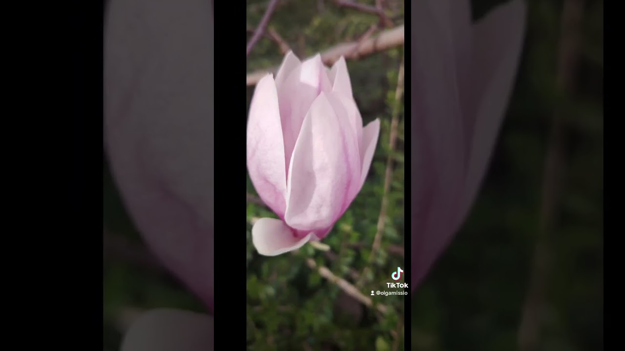 Магнолия 💕😍❤️🤩💜#магнолия  #весна  #art #spring #free  #greenary  #природа #we #weather #цветы