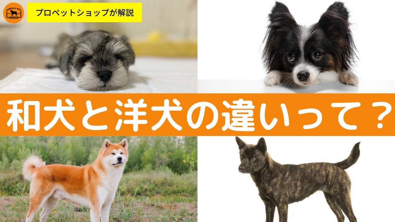 初心者の疑問　和犬と洋犬の違いって何？　プロが徹底解説！