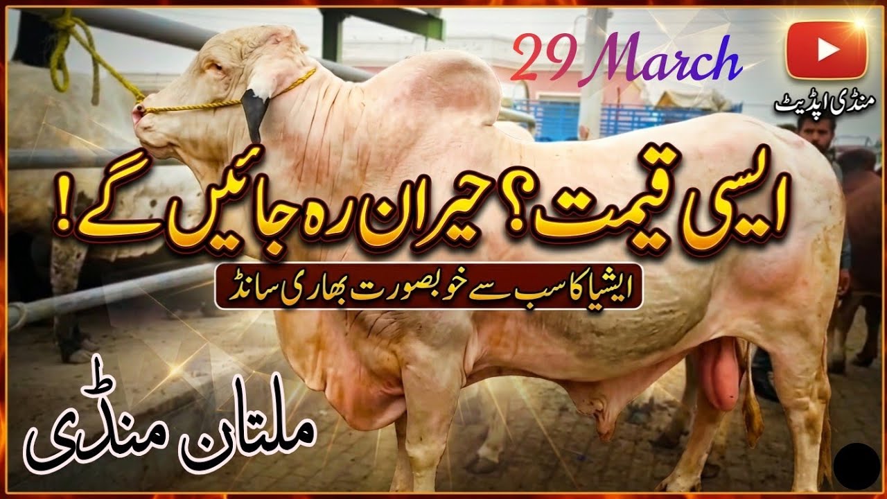 &ldquo;Multan Cow Mandi 2026 | Today&rsquo;s Fresh Qurbani 2026Janwar Update&rdquo;