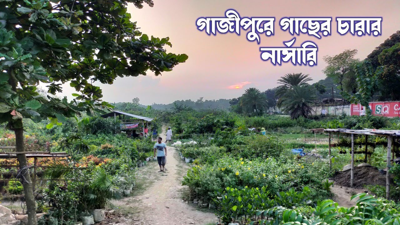 গাজীপুরে উন্নত গাছের চারা পাবেন/উৎকৃষ্ট চারার জন্য গাজীপুর কৃষি উন্নয়ন নার্সারি/Nursery in Gazipur