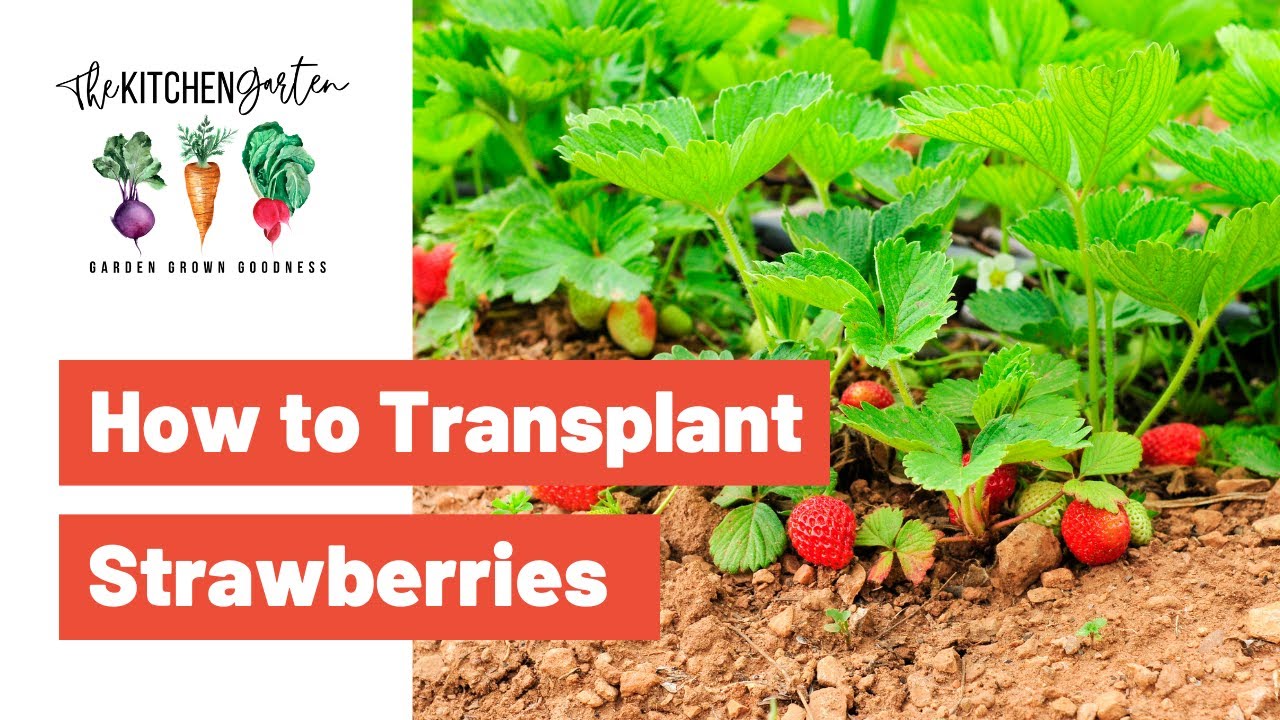 How to Transplant Strawberries