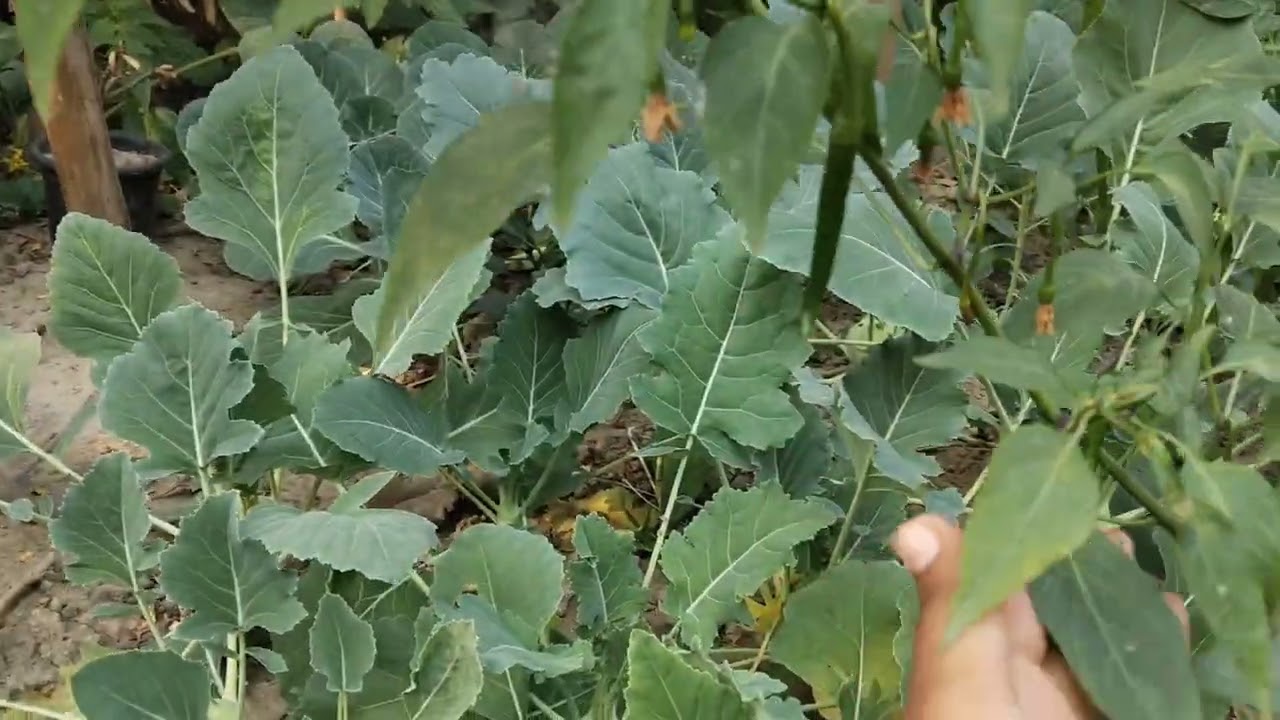 আমার বন্ধু দের জন্য 😂😂😂😂 