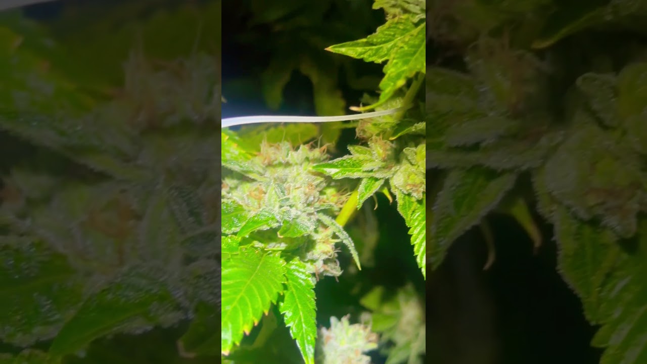 That&rsquo;s Marathon OG. 🔥🔥🔥🔥