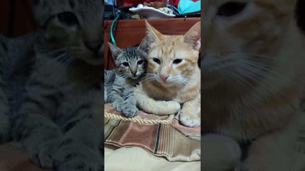 Wednesday Greetings from my Adorable Cats