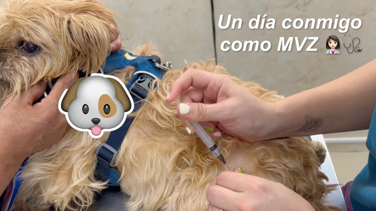 Un día conmigo en el hospital | medicina veterinaria 👩🏻‍⚕️🩺