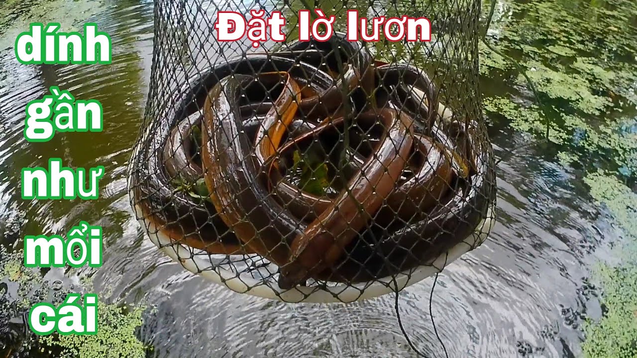 đặt lờ lươn bằng mồi huyền thoại