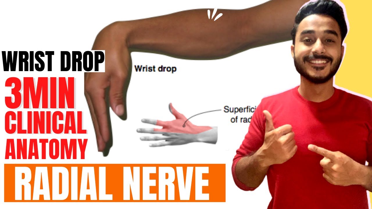 wrist drop anatomy radial nerve clinical anatomy | clinical anatomy of radial nerve wrist drop