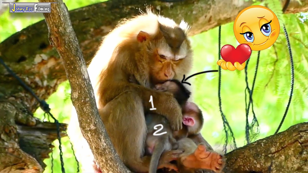 Mommy Awesomely ALLY gives b-r-e-astf-e-eding cute baby monkey ALBERT & grooming tiny EMILY sweetly