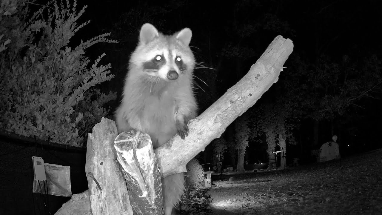 LIVE 🔴 Tuesday Night Rotating 🦊 North Georgia Nature Cams  #asmr