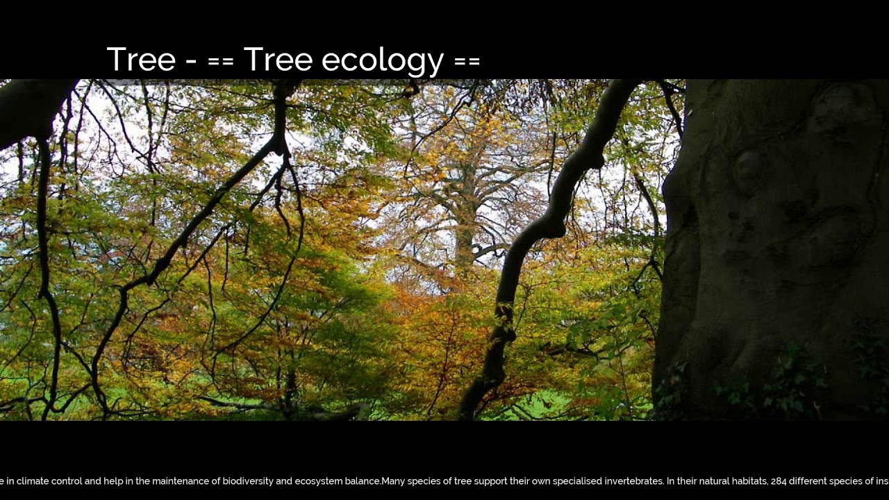 Tree | Tree ecology